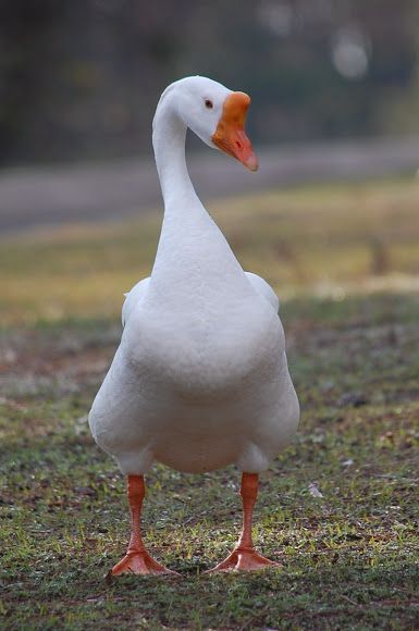 Geese Breeds, Love Birds Pet, Pet Ducks, White Goose, Garden Animals, Cottage Art, Bird Decor, Song Bird, Animal Photo