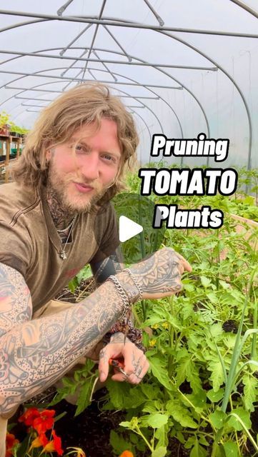 How To Trim Tomato Plants, How To Prune Tomato Plants, Indeterminate Tomatoes Support, How To Keep Tomato Plants From Falling, Prune Tomato Plants How To, Tomato Plants Growing Tips, Tying Up Tomato Plants, How To Prune Tomatoes For Maximum Yield, Hanging Tomato Plants