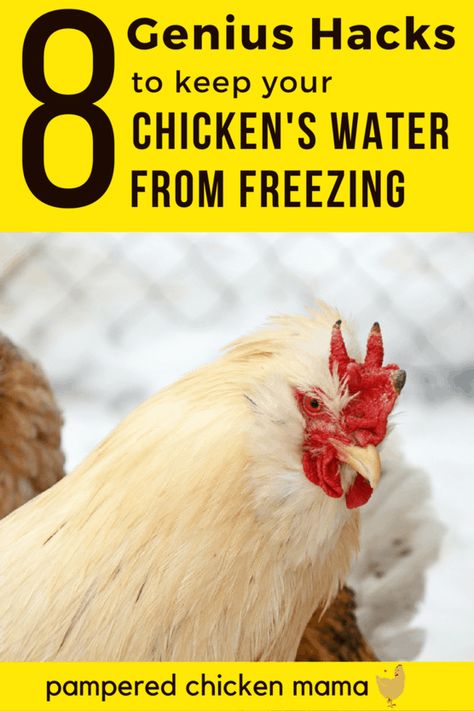 Keep Your Chicken's Water From Freezing (Without Electricity) | Pampered Chicken Mama Chicken Water From Freezing, Chicken Water Heater, Heated Chicken Waterer, Proper Hydration, Farm Diy, Chickens In The Winter, Chicken Waterer, Backyard Chicken Coop Plans, Diy Chicken Coop Plans