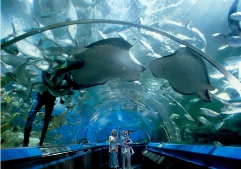 Sydney Aquarium Australia, Sydney Aquarium, Activities To Do With Kids, Miscellaneous Items, Fun Activities To Do, Activities To Do, Aquariums, Sydney Australia, Travel Bucket List