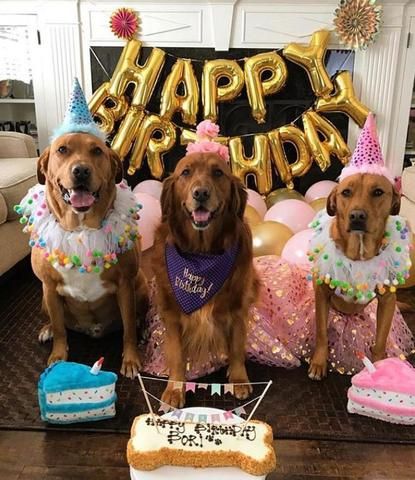 Dog Themed Birthday Party Ideas- How to Throw a Party for Your Dog- From the Dog Bakery – The Dog Bakery Dog Party Food, Dog Birthday Party Pets, Dog Birthday Party Ideas, Dog Birthday Photoshoot, Dog Birthday Pictures, Pup Party, Bakery Instagram, Dog Party Decorations, Dog First Birthday