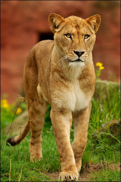 ~~Killer Queen ~ Barbary Lioness by ~Svenimal~~ Female Lion, Pic Inspiration, Lion And Lioness, Lion Pictures, Tiger Tattoo, Large Cats, A Lion, Alam Yang Indah, Beautiful Cats