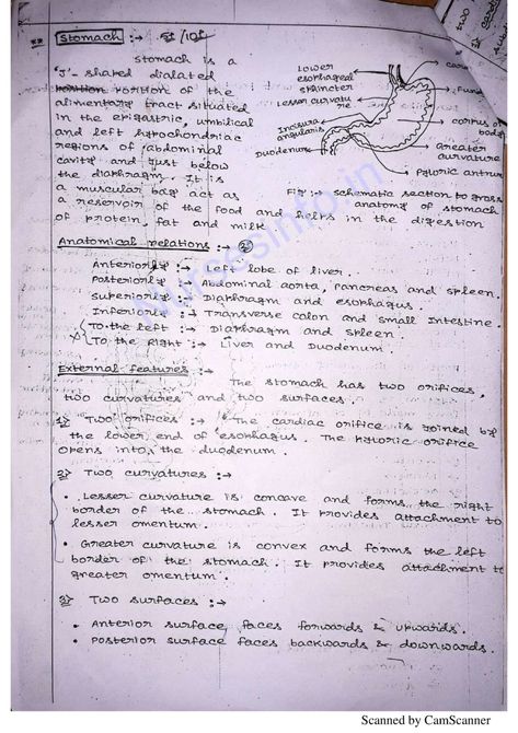 BSc Nursing First Year Anatomy and Physiology Notes/Book (PDF) | nurseinfo Anatomy Physiology Notes, How To Study Anatomy, Anatomy And Physiology Notes, Anatomy And Physiology Book, Physiology Notes, Tissue Biology, Bsc Nursing, Anatomy Flashcards, Anatomy Coloring Book