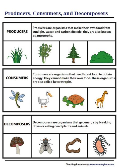 Producers, Consumers, and Decomposers | Chart Decomposers Activity, Producers Consumers Decomposers, Science Chart, Second Grade Science, Creative Book Covers, Primary Science, Elementary School Classroom, Science Activities For Kids, Learning Websites