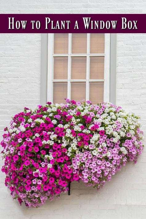 How to Plant a Window Box - Window boxes allow you a lot of gardening freedom, but there is a correct way to do it. Here are the best plants for window boxes and even how to plan a window box! Plants For Window Boxes, Planter Boxes Flowers, Window Baskets, Window Box Plants, Window Box Garden, Balcony Planters, Small Yards, Window Box Flowers, Balcony Flowers