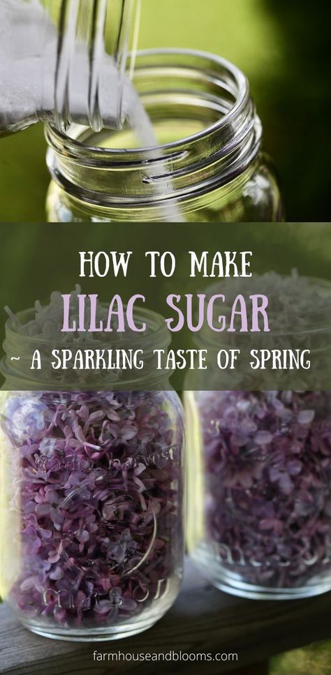 two pictures of the process of making lilac sugar Pantry Addition, Lilac Sugar, Flower Wall Decoration, Edible Flowers Recipes, Infused Sugar, Foraging Recipes, Flavored Sugar, Herbal Recipes, Paper Wall Hanging