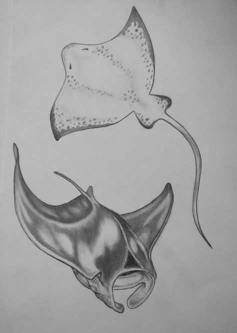 Stingray Shoulder Tattoo, Manta Ray Drawing Easy, Sting Rays Drawing, Manta Rays Drawing, Manta Ray Line Tattoo, Marine Animals Sketch, Shark And Stingray Tattoo, Sting Ray Sketch, Sting Ray Tattoo Design