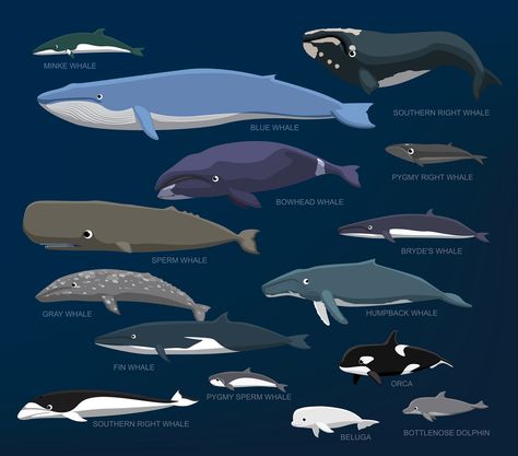 Illustration comparing whale species sizes, cartoon eyes added [Originally published as part of God’s Amazing Creatures] Did you know that the largest animal that ever lived is the Blue Whale and the body weight of that amazing mammal is many times heavier than the largest dinosaur ever discovered? … Types Of Whales, Whale Species, Baleen Whales, World Oceans Day, Fauna Marina, Ipad Snap, Ocean Day, Whale Art, Oceans Of The World