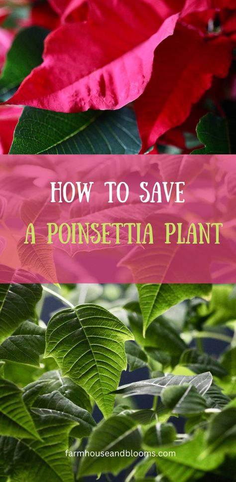 two pictures of poinsettia plants, one with green leaves, and one with red bracts Flower Care Tips, Poinsettia Leaves, Christmas Cactus Care, Poinsettia Care, Poinsettia Plant, Christmas Plants, Plant Hacks, Holiday Floral, Poinsettia Flower