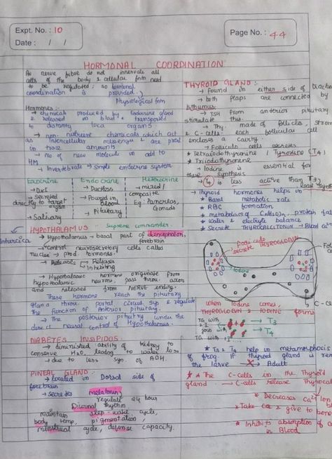 Notes of Pituitary to Thymus Gland of Chemical Control and Coordination Chapter of Human Physiology Unit. Control And Coordination Notes, Thymus Gland, Human Physiology, Nerve Fiber, T Cell, Biology Notes, Thyroid Gland, Study Notes, Nerve