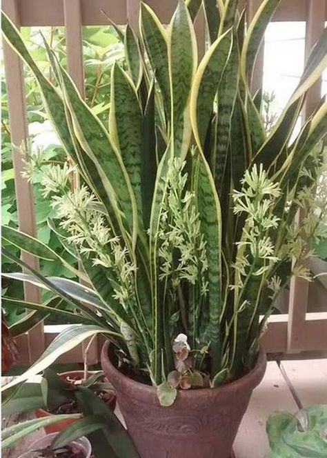 How to Get a Snake Plant to Bloom | Snake Plant Flower Snake Plant Indoor, Snake Plant Care, نباتات منزلية, Household Plants, Plant Care Houseplant, Inside Plants, Indoor Plant Care, Growing Plants Indoors, Best Indoor Plants