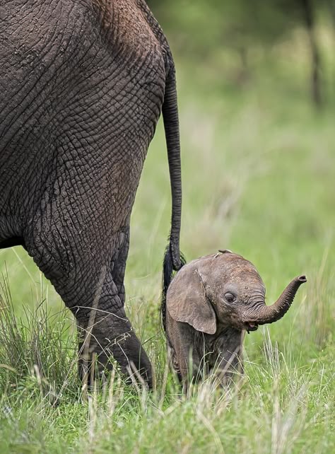 Photograph A tiny little elephant by Licinia Machado on 500px Elephants Photos, Elephant Love, An Elephant, Heart Melting, Cute Creatures, Sweet Animals, Animal Tattoos, Animal Planet, The Animals