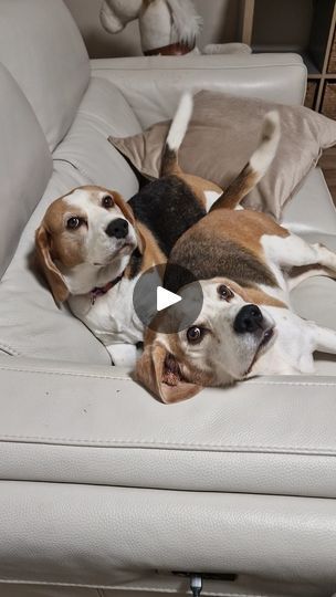 213K views · 9.1K reactions | Beagle Sounds That Will Melt Your Heart | Every beagle owner will understand this video. Beagles are very talkative dogs and make such cute sounds when they want something. #beagle #beaglelove... | By Charlie the beagle and Laura Olivia | Facebook Funny Beagles, Cute Sounds, Baby Beagle, Beagle Funny, Cute Beagles, Beagle Dog, Sound, Dogs, Funny