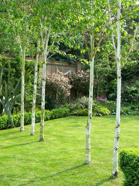 <3 Striking White Himalayan Birch Birch Trees Garden, Tree Gardens, Birch Trees Landscaping, Trees Landscaping, Plant Combos, Birch Wall, Trees For Front Yard, Hgtv Garden, Front Gardens