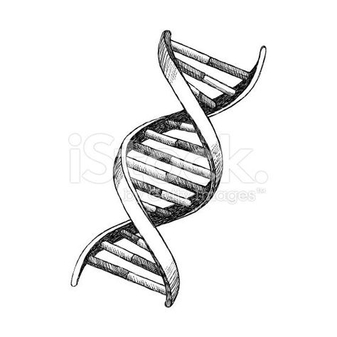 Dna Drawing Easy, Dna Model Drawing, Dna Helix Drawing, Dna Helix Model, Dna Structure Drawing, Dna Strand Drawing, Dna Helix Art, Dna Drawing Science, Dna Art Illustrations