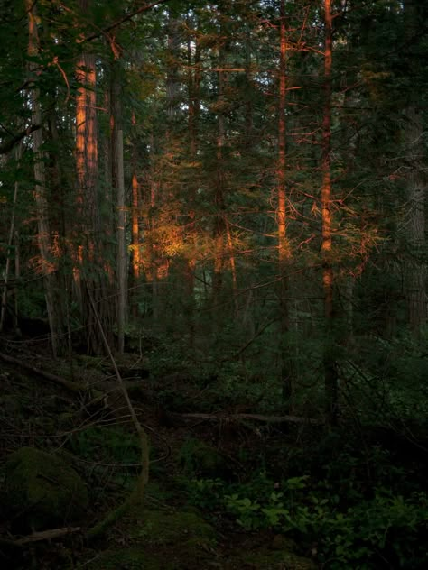 Jesse Balmer, Dark Naturalism Aesthetic, Pender Island, Dark Naturalism, Dark Landscape, Misty Forest, Dark Photography, In The Forest, Ecosystem