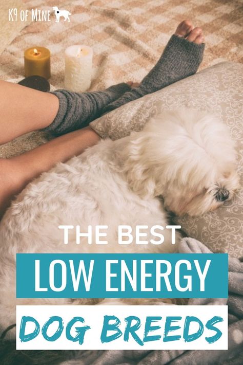 8 Best Low-Energy Dog Breeds For Low Key Humans! Find a breed that matches your energy level - there are plenty of couch potato dogs here! Dog Crate Ideas, Low Energy Dogs, Lazy Dog Breeds, Boarding Kennels, Family Dogs Breeds, Potato Dog, Dog Breeds List, Dog Advice, Puppies Tips