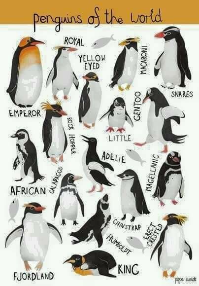 Penguin Planet Pinguin Craft, Craft Preschool, Penguin Theme, Polar Animals, Penguin Art, Penguin Love, Arctic Animals, Cute Penguins, Zoology