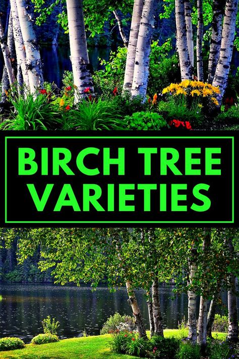 Birch Tree Types - Birch Tree Varieties >> LEARN MORE @GardenGearShop.com <<< #gardengearshop #garden #gardening #growyourown #yard #backyard #plant #planting Burch Tree, Birch Tree And Evergreen Landscaping, Landscaping With Birch Trees, White Birch Trees Landscaping, Birch Tree Front Yard, Birch Tree Landscaping Front Yards, White Birch, Front Yard Birch Tree Landscaping, Birch Tree Landscaping