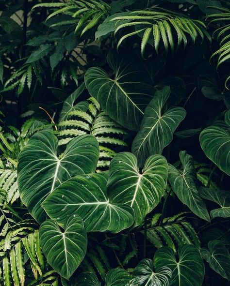 Add some green to your life. Green Plants, Cloudbusting Kate Bush, Theme Nature, Plants Are Friends, Plant Aesthetic, Green Space, Tropical Garden, Green Aesthetic, Tropical Leaves