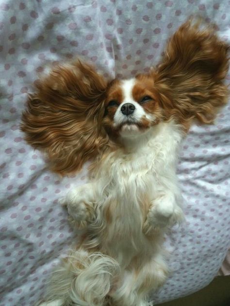 14 Photos Of Cavalier King Charles Spaniels That Will Make Your Day More Fun | PetPress Cavalier King Spaniel, King Spaniel, King Charles Puppy, Cavalier Puppy, Cavalier King Charles Dog, King Charles Dog, Charles Ii, King Charles Cavalier Spaniel Puppy, Puppies And Kitties