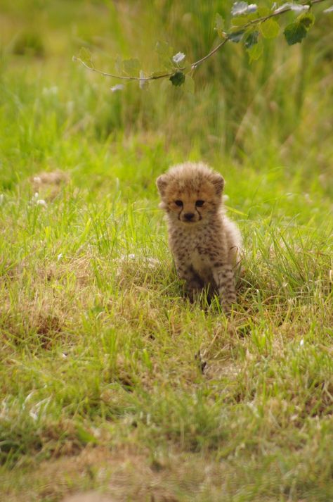 Tiny little cheetah  ♡♡♡ Cheetahs, Cheetah Cub, Baby Cheetah, Tattoo Nature, Cheetah Cubs, Baby Cheetahs, Cheetah Animal, Baby Lion