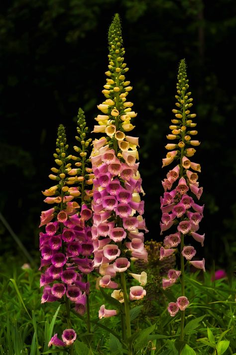 Poison Garden, Poisonous Plants, Inspiring Images, Pretty Plants, Delphinium, Alam Yang Indah, Flowers Nature, Shade Garden, Dream Garden