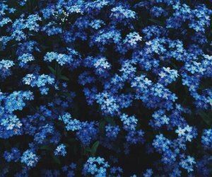 Blue aesthetic — blue hydrangeas — blue flowers — flower aesthetic Blue Aesthetics, You Are My Moon, Ravenclaw Aesthetic, Everything Is Blue, Rainbow Aesthetic, Flowers Aesthetic, Aesthetic Blue, Aesthetic Colors, Blue Hydrangea