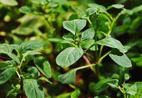 11 Types of Mint to Grow in Your Garden Types Of Mint Plants, Fitness Food Recipes, Corsican Mint, Peppermint Plants, Peppermint Extract, Pineapple Mint, Apple Mint, Small Water Features, Ground Covers