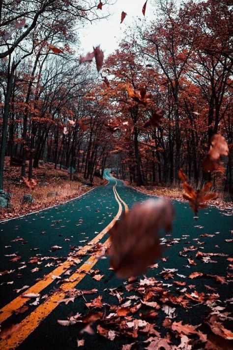 Nature Fall, Road Photography, Landscape Photography Tips, Landscape Photography Nature, Dslr Background Images, Fallen Leaves, Photo Background Images, Autumn Scenery, Ideas Photography