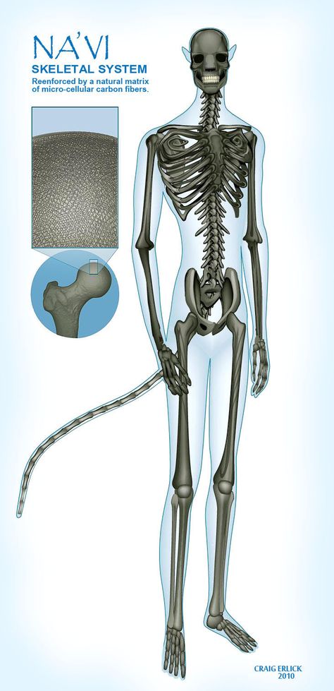 Na'vi skeletal system Avatar Anatomy, Avatar Cameron, Avatar Animals, Blue Avatar, Avatar James Cameron, Avatar Films, Alien Character, Skeletal System, Avatar Fan Art