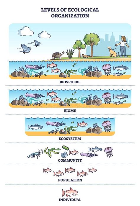 Levels Of Organization In An Ecosystem, Organism And Population Notes, Ecosystem Notes, Levels Of Organization Biology, Ecosystem Diagram, Ecology Notes, Biological Organization, Organization Of Life, Savage Wallpapers