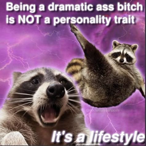 Raccoon Memes, Bad Memes, Cute Raccoon, Raccoon Funny, Trash Panda, Meme Stickers, Racoon, Animal Memes, Reaction Pictures