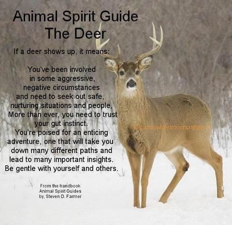 Your Animal Spirit Guide for March 17th is The Deer – Witches Of The Craft® Native Spirituality, Animal Totem Spirit Guides, Wolf Woman, Spirit Animal Meaning, Animal Meanings, Spirit Animal Totem, Animal Spirit Guide, Spiritual Animal, Animal Spirit Guides