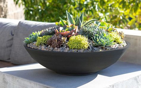 Tattoo Wallpaper, Succulent Bowls, Cactus Planta, Bowl Planter, Indoor Outdoor Planter, Cactus Y Suculentas, Bowl Designs, Plastic Pots, Outdoor Planters