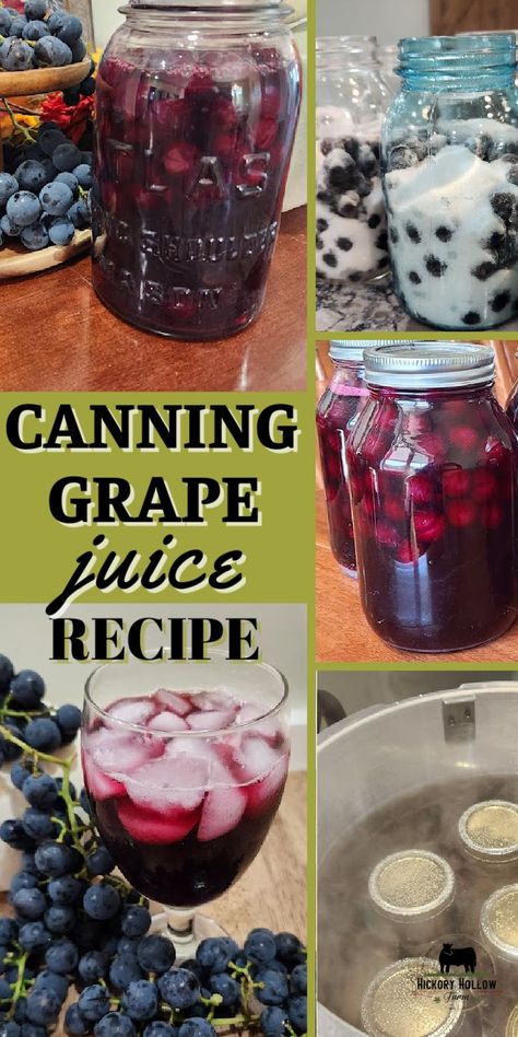 Super easy grape juice recipe for canning. This easy canning recipe preserves your Concord grape harvest for your homestead pantry. Making homemade grape juice is a great DIY or homestead project for the family. And with my recipe there is no blending or cooking! Easy Grape Juice Recipe, Homemade Grape Juice Recipe, Canning Grape Juice, Concord Grape Recipes, Cranberry Grape Juice, Grape Jam Recipe, Homemade Grape Juice, Welch Grape Juice, Grape Juice Recipe