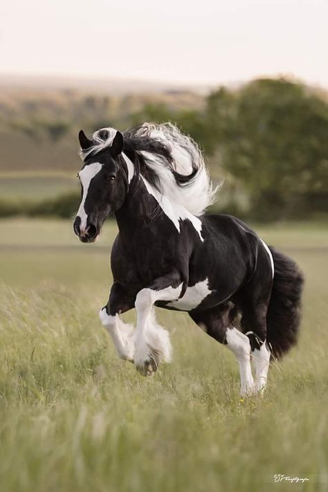 Friesian Horse, Black And White Horse, Gorgeous Horses, Pinto Horse, Horse Dressage, Horses And Dogs, Pet Hacks, Pretty Horses, Beautiful Animals