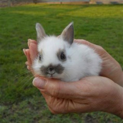 dwarf bunny. Söt Katt, Bun Bun, Bunny Bunny, Pet Bunny, Bunny Pictures, Super Cute Animals, Baby Bunny, Funny Bunnies