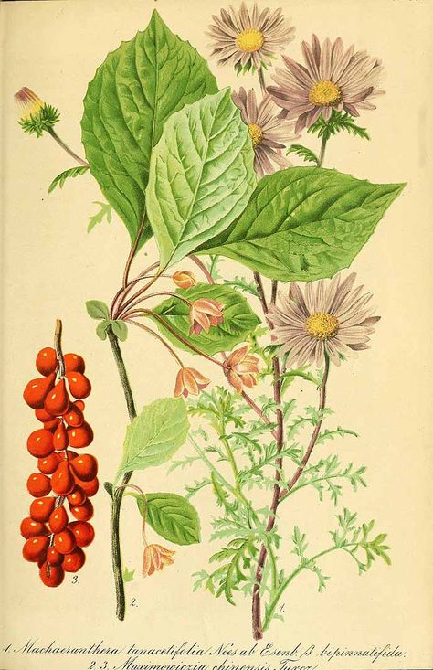 325460 Schisandra chinensis (Turcz.) Baillon var. bipinnatifida [as Maximowiczia… Botanical Printables, Illustration Botanique Vintage, Hawthorn Tree, Antique Botanical Print, Botanical Illustration Vintage, Illustration Botanique, Graphics Fairy, Fruit Illustration, Vintage Botanical Prints