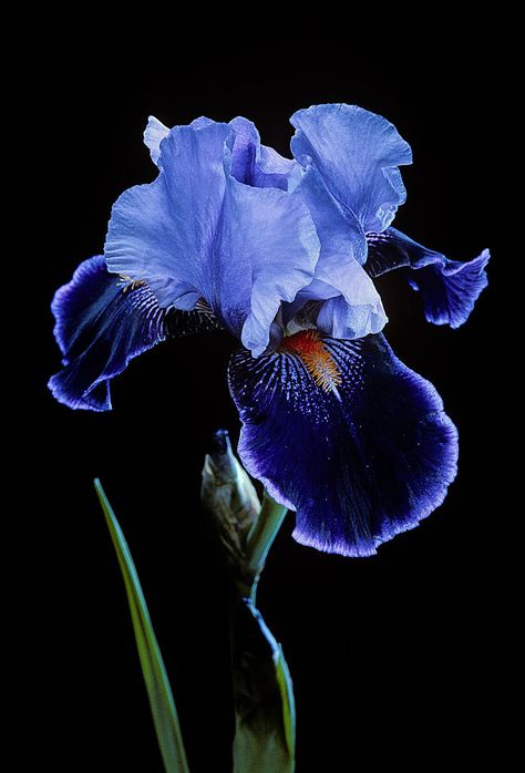 Tumblr, Tall Bearded Iris, Blue Iris, Iris Flower, Bearded Iris, Black Background, A Black, Getty Images, Stock Photos