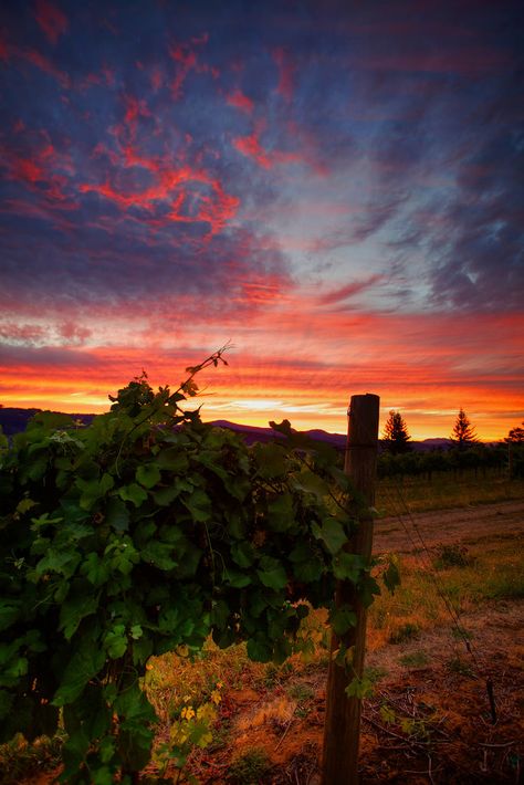 Aesthetic Vineyard, Vineyard Aesthetic, Vineyard Sunset, Backgrounds For Android, Aesthetic Wine, Wine Aesthetic, Grass Wallpaper, Mexico Culture, Misty Morning