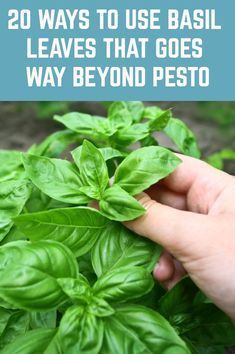 Ways To Use Basil, Preserve Fresh Herbs, Preserving Herbs, Growing Basil, Basil Recipes, Basil Plant, Herb Recipes, Veg Garden, Have Inspiration