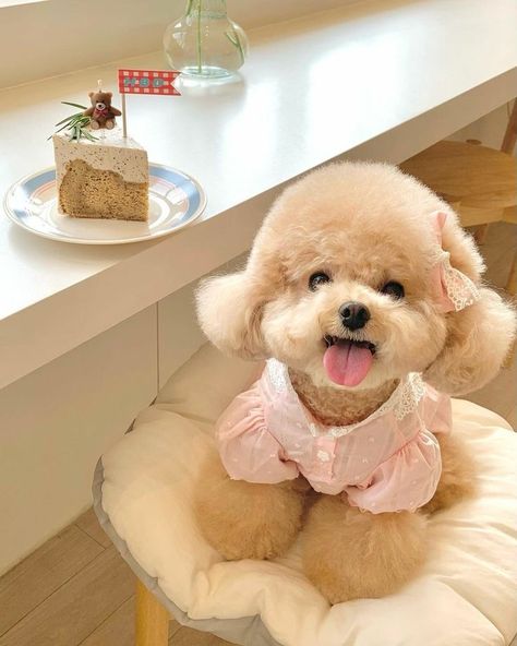 Cute Poodles, Toy Poodle Haircut Teddy Bears, Poodle Aesthetic, Poodle Wallpaper, Korean Dogs, Toy Poodle Haircut, Cute Fluffy Puppies, Small Poodle, Toy Poodle Puppy