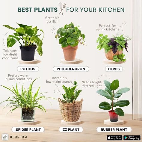 Best Kitchen Plants, Kitchen Plants Decor, Plant Knowledge, Zz Plant Care, Safe House Plants, Spider Plant Care, Plants Guide, Houseplant Tips, Garden Notes