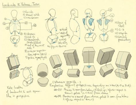 Thoracic Cage, Anatomy Tutorial, Human Anatomy Drawing, Body Drawing Tutorial, Human Figure Drawing, Anatomy Sketches, Body Reference Drawing, Anatomy For Artists, Drawing Book