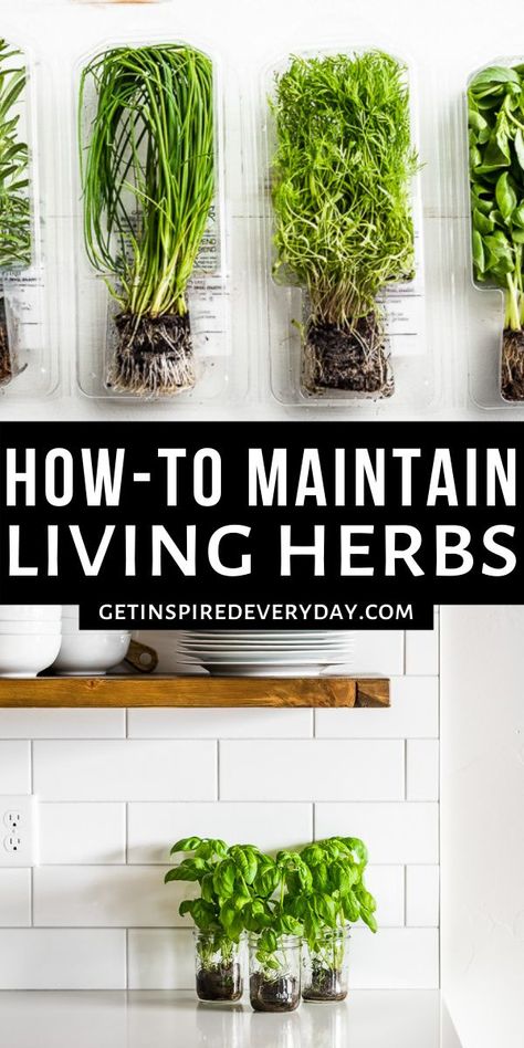 Get all the best tips and tricks for how to keep living herbs at home plus lots of recipes for how to use them. You'll find out which ones are best kept in water versus planted in soil, and which ones are just unreliable! Water Herb Garden Indoor, Kos, Best Way To Grow Herbs Indoors, How To Grow Herbs Inside, Herbs In Water Growing, At Home Herb Garden, How To Grow Herbs In Water, Herb Growing Indoors, Growing Indoor Herbs