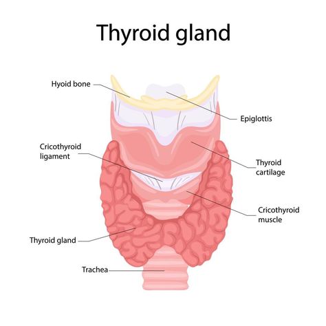 Trachea Anatomy, Human Body Organs Anatomy, Organs Anatomy, Kidney Pain, Human Body Organs, Thyroid Gland, Body Organs, Endocrine System, Medical Knowledge