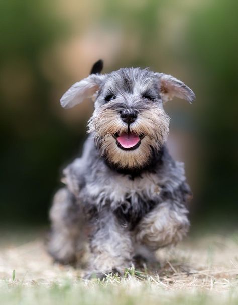 Puppies for Sale | Lancaster Puppies Mini Schnauzer Puppies, Toy Dog Breeds, Miniature Schnauzer Puppies, Hypoallergenic Dogs, Schnauzer Puppy, Schnauzer Dogs, Puppy Names, Mini Schnauzer, Best Dog Breeds