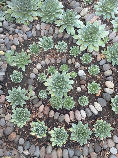 Succulent Garden Design, Rock Garden Design, Succulent Garden Diy, Rock Garden Landscaping, Garden Yard Ideas, Mosaic Garden, Garden Bed, Garden Cottage, Garden Diy