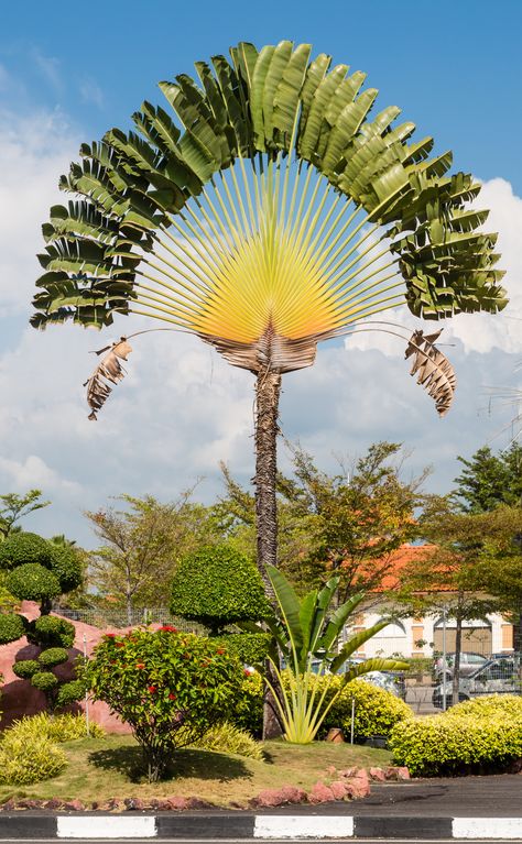 Palmas, Nature, Ravenala Madagascariensis, Dragon Blood Tree, Grape Tree, Rainbow Eucalyptus, Crooked Tree, Dark Hedges, Good Morning Nature